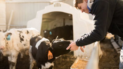 Ag science student holding his hand out to a calf at a dairy farm